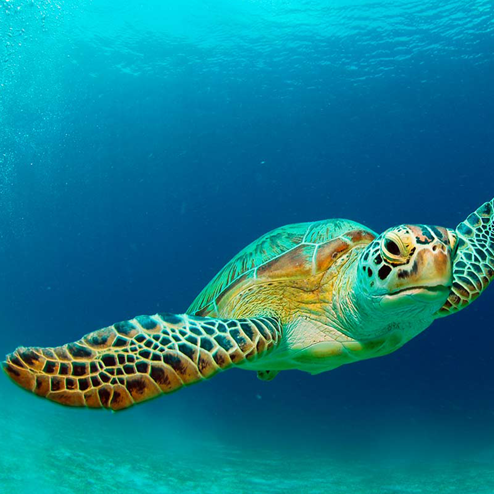 Reef & Pair of sea turtles / colored