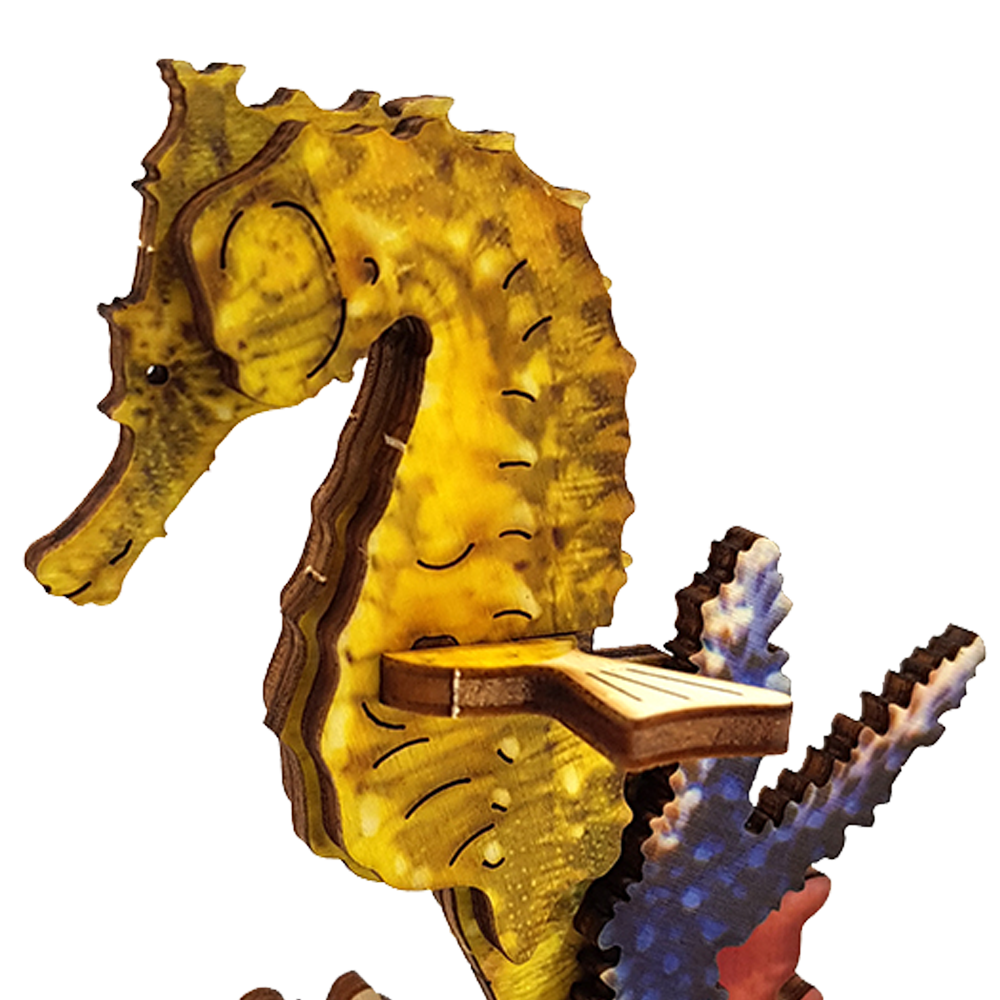 Seahorse – colored