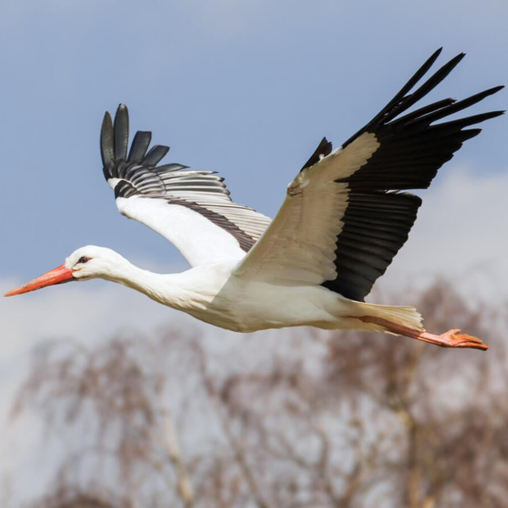 Stork