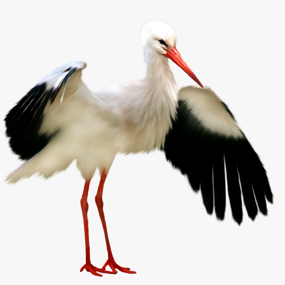 Stork