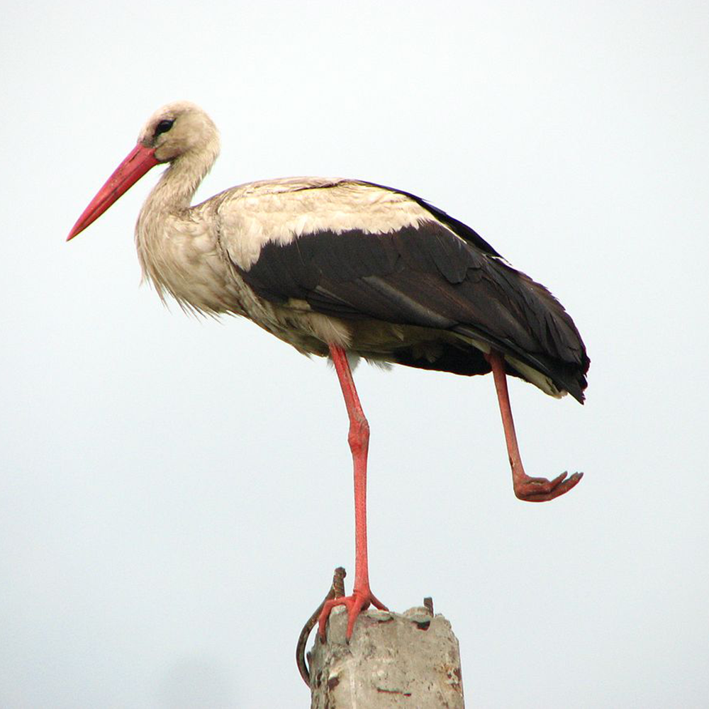 Stork