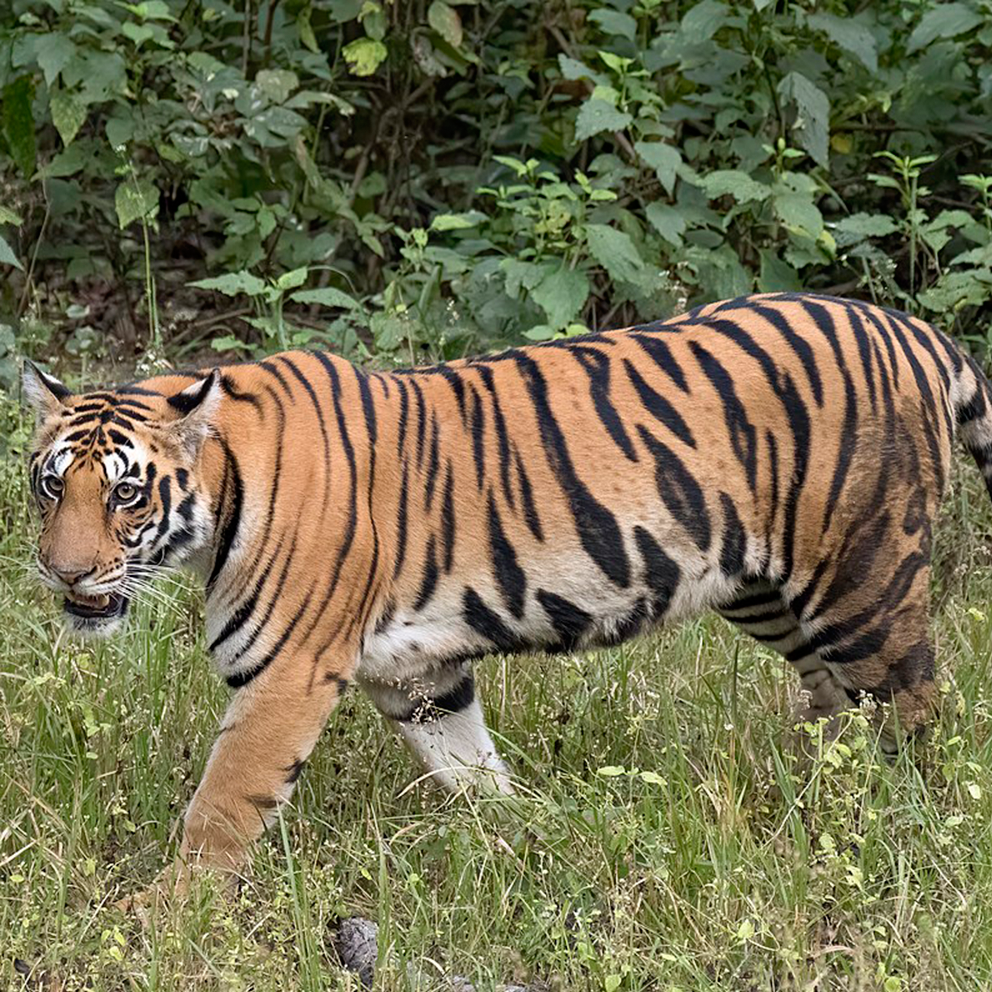 Tiger / colored