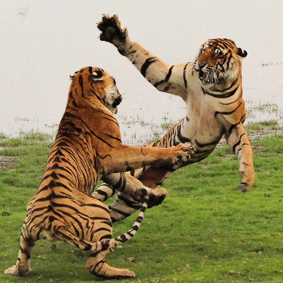Tiger / colored