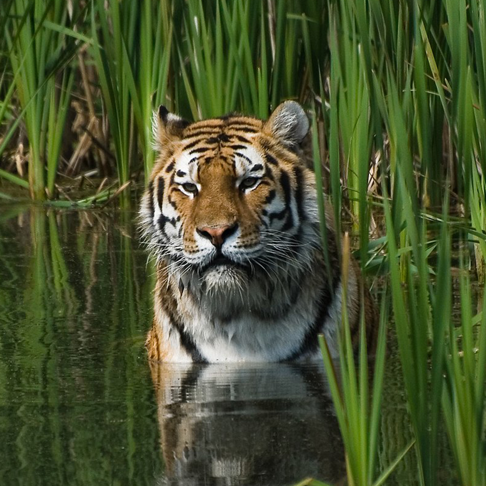 Tiger / colored