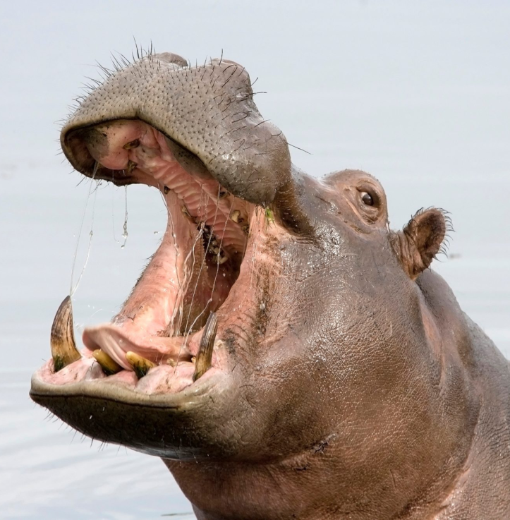 Hippo – Male (DIY)