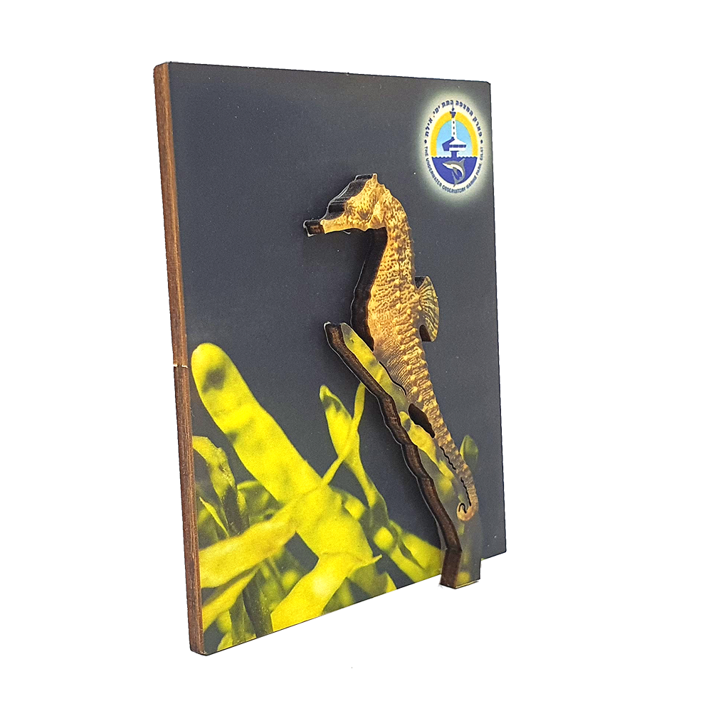 Ocean B – set of 4 magnets