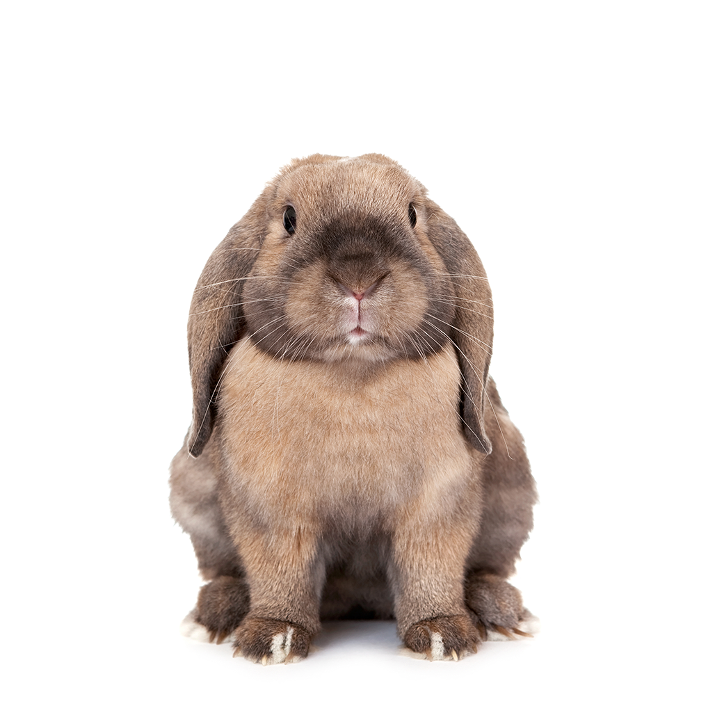Lop rabbit 3D portrait