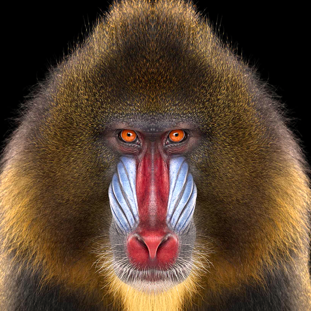 Mandrill 3D portrait