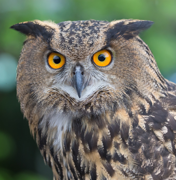 Owl 3D portrait
