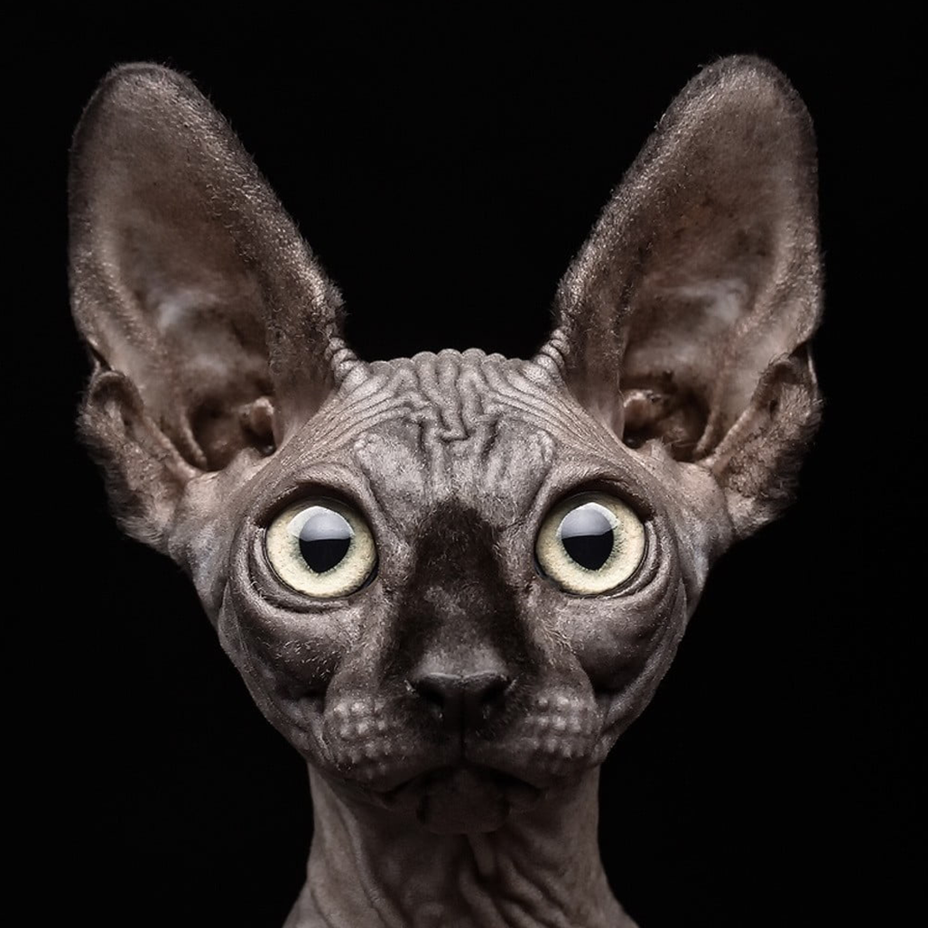 Sphynx cat 3D portrait