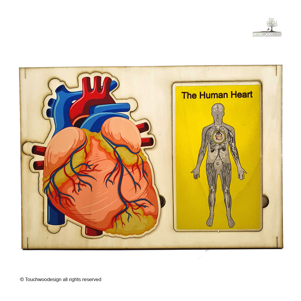 The Human Heart