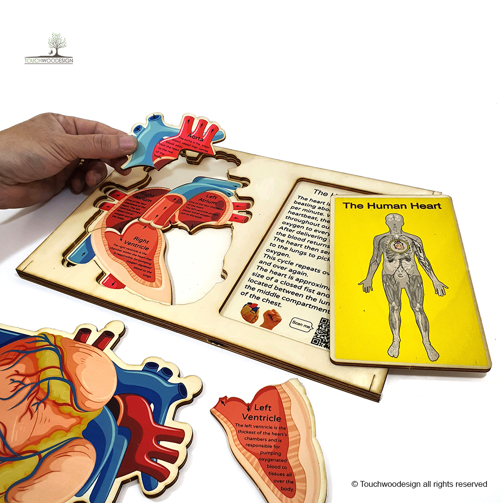 The Human Heart