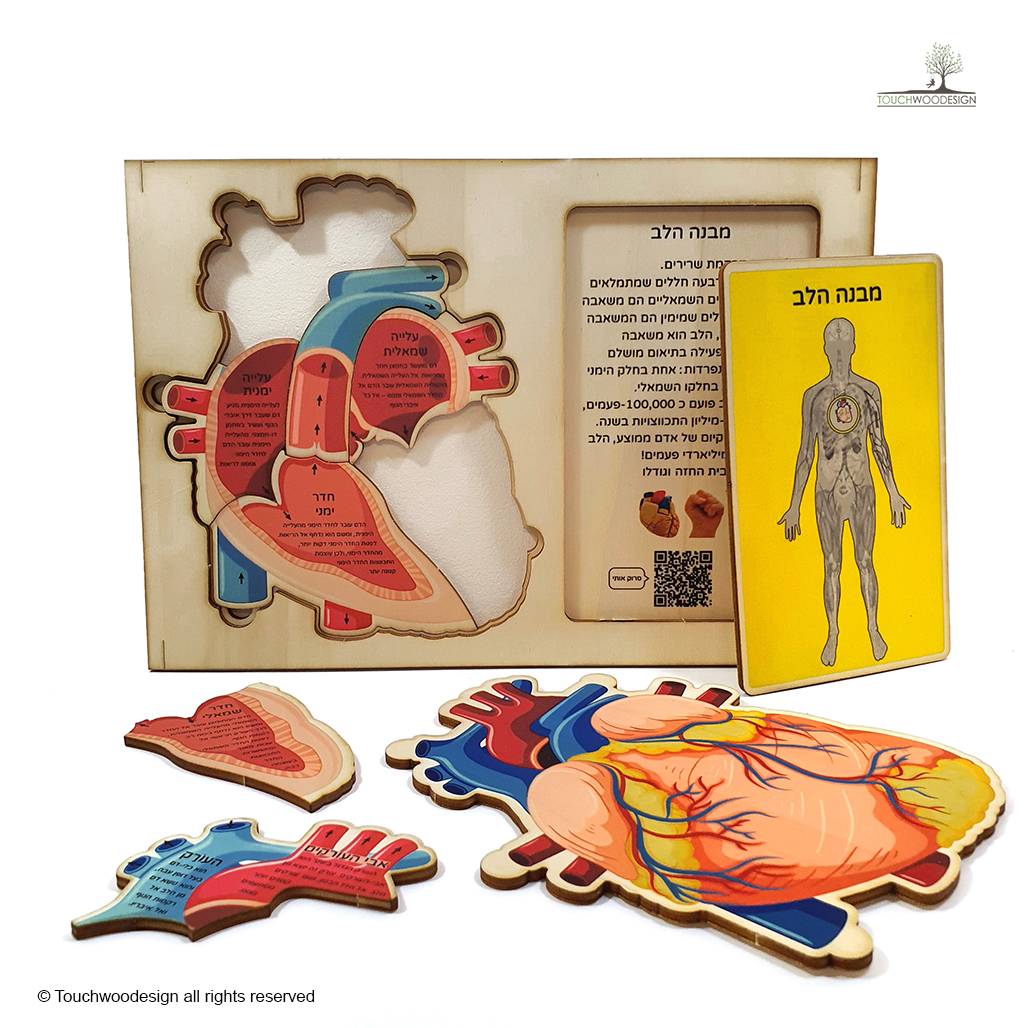 The Human Heart