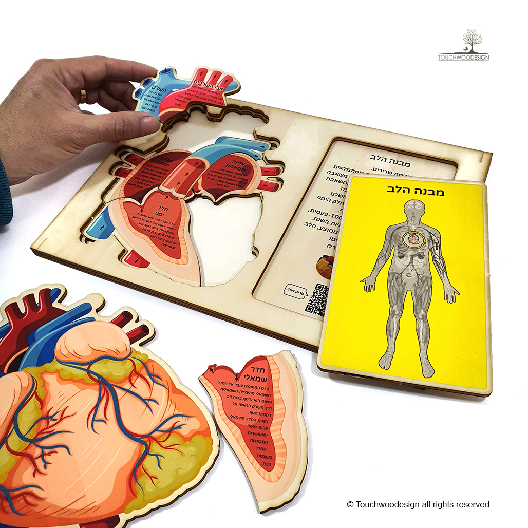 The Human Heart