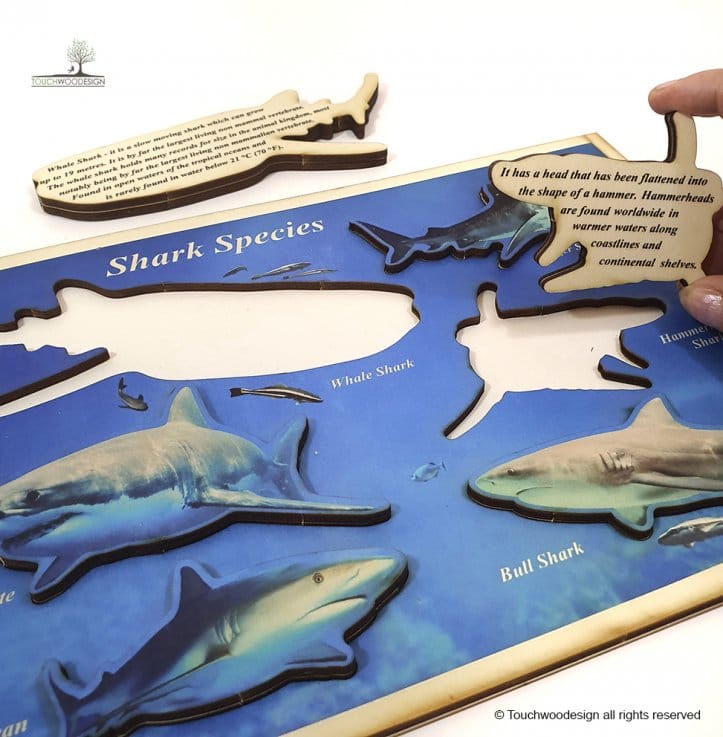 Shark Species