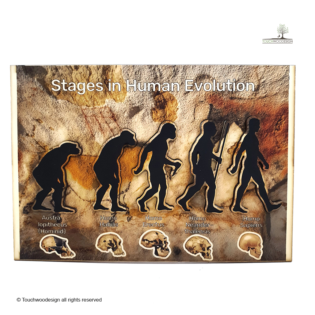 Human Evolution
