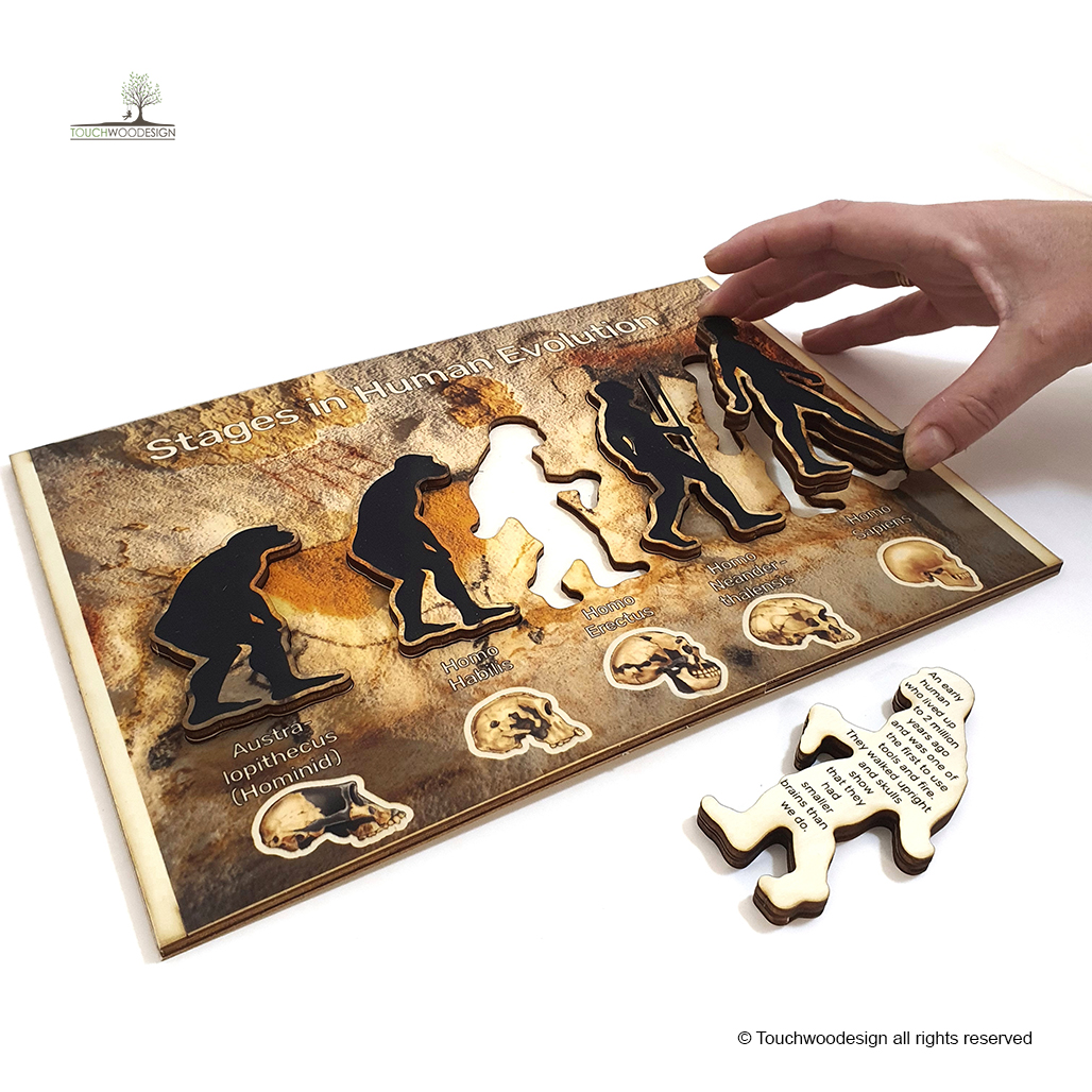 Human Evolution