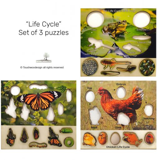 Set of 3 Life Cycles – Butterfly, Frog & Chicken