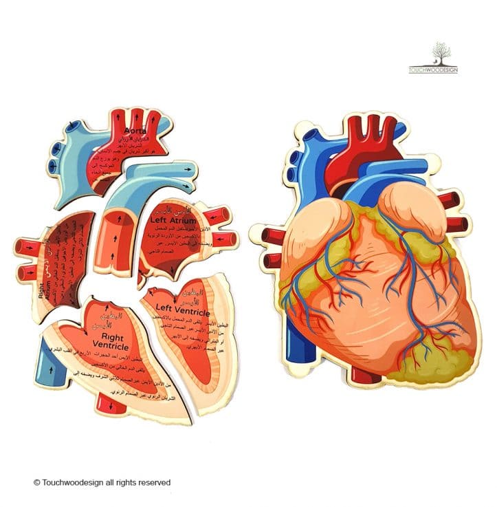 Anatomical Heart Amazing Detail Cardio  Puzzle Wood Amish Toy NEW 