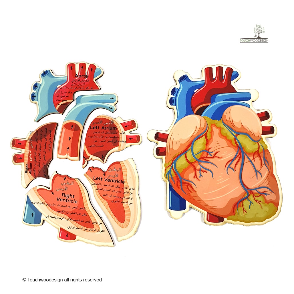 The Human Heart