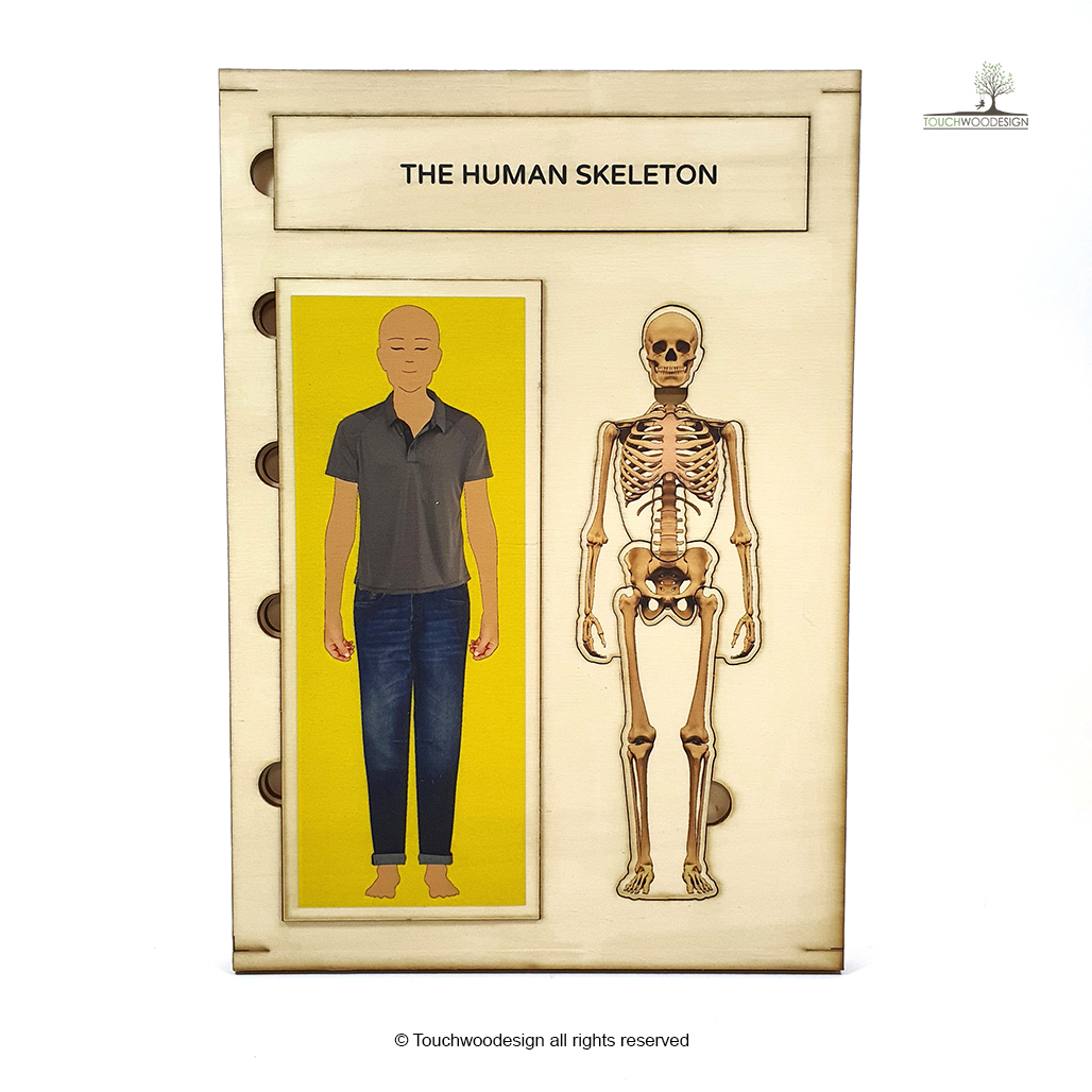 The Human Skeleton