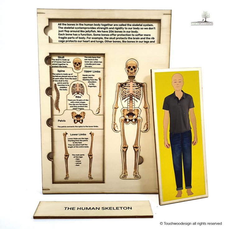 The Human Body – Set of 3 puzzles