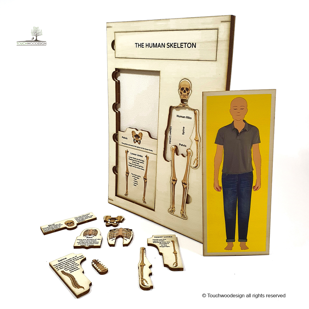 The Human Skeleton