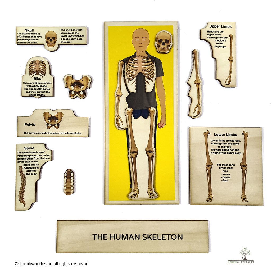 The Human Skeleton