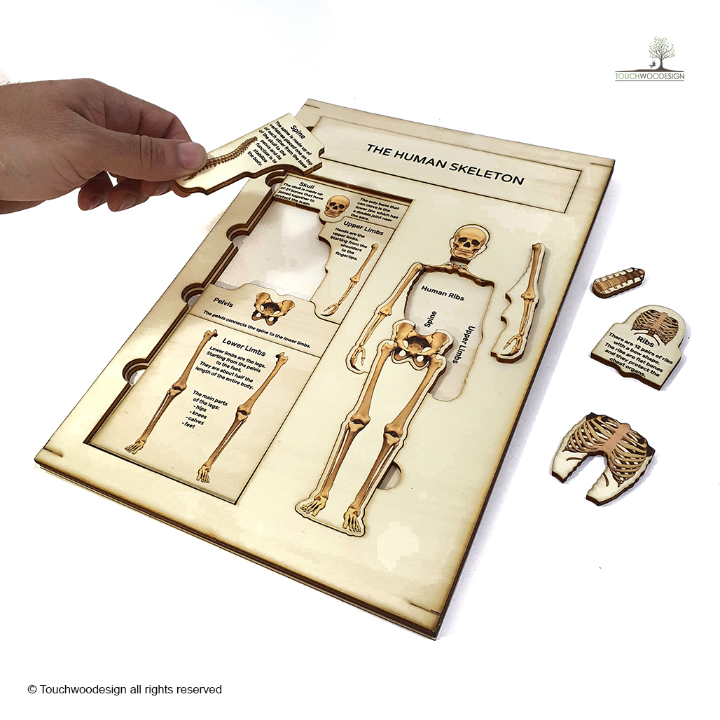 The Human Skeleton