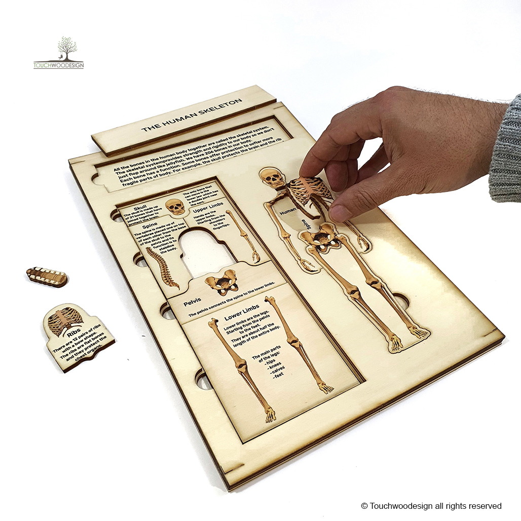 The Human Skeleton