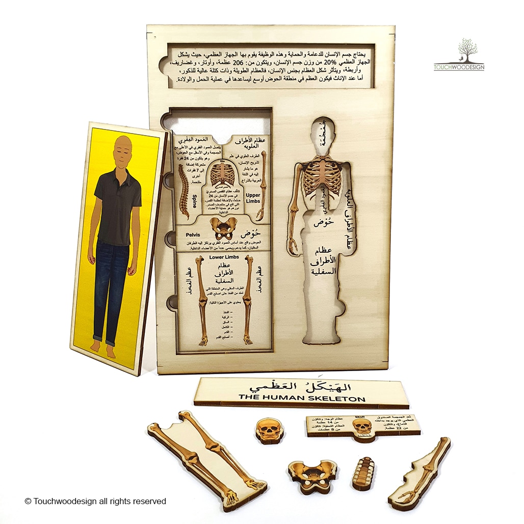 The Human Skeleton