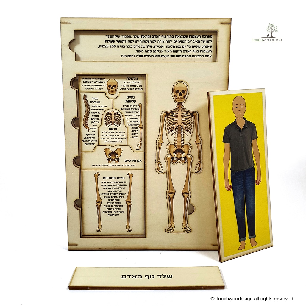 The Human Skeleton
