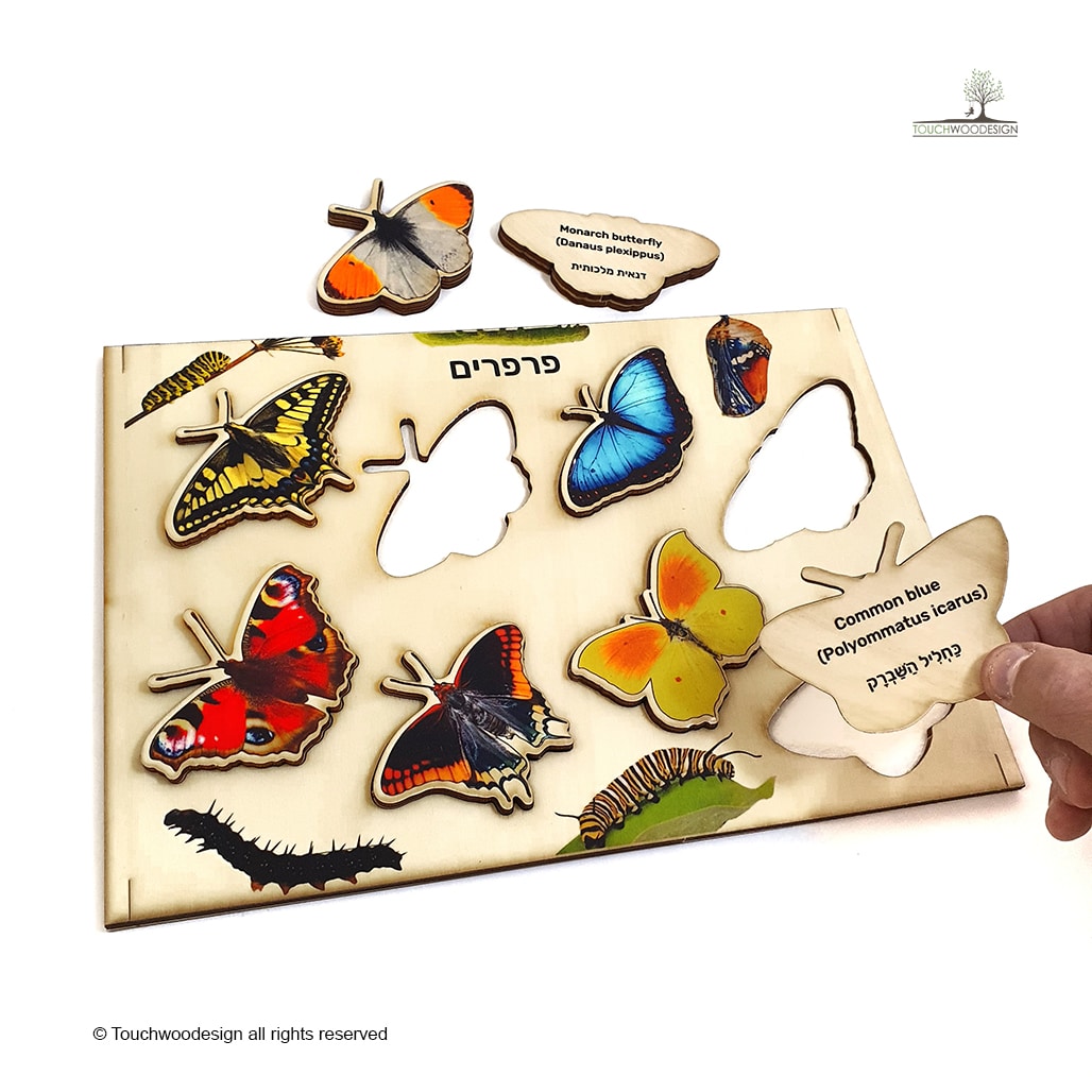 Butterflies