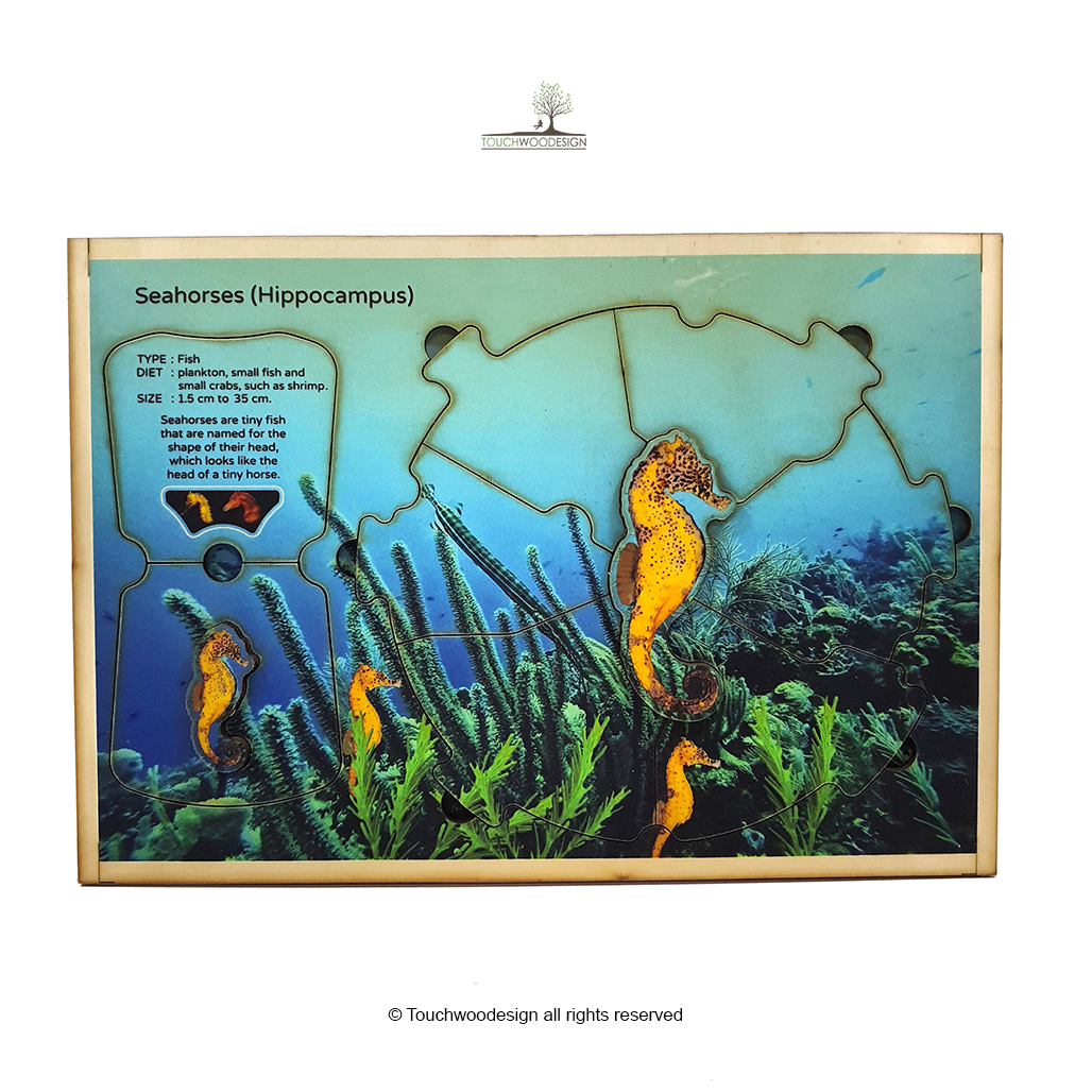 Seahorses