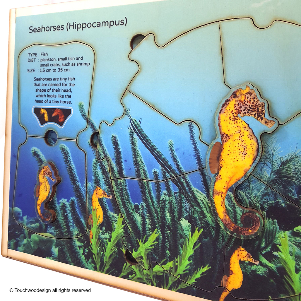 Seahorses