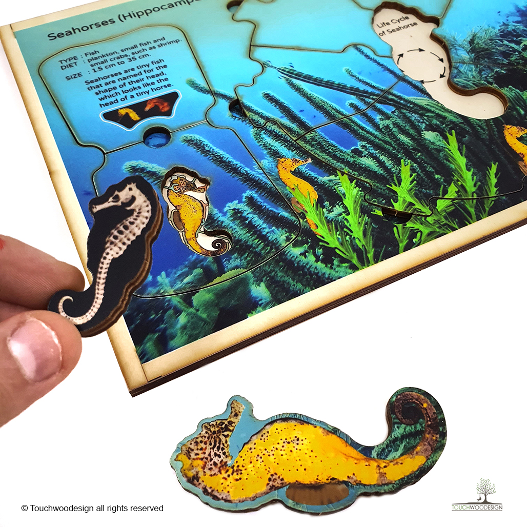 Seahorses