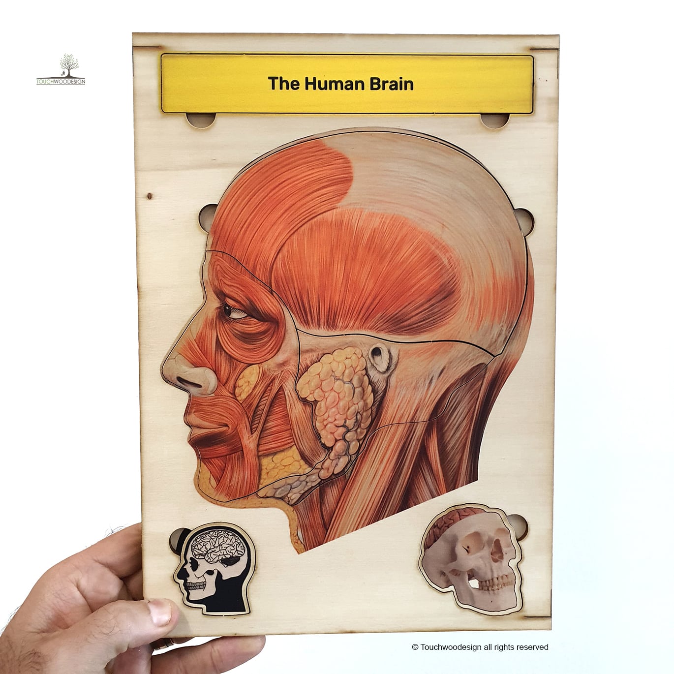 The Human Head & Brain Anatomy
