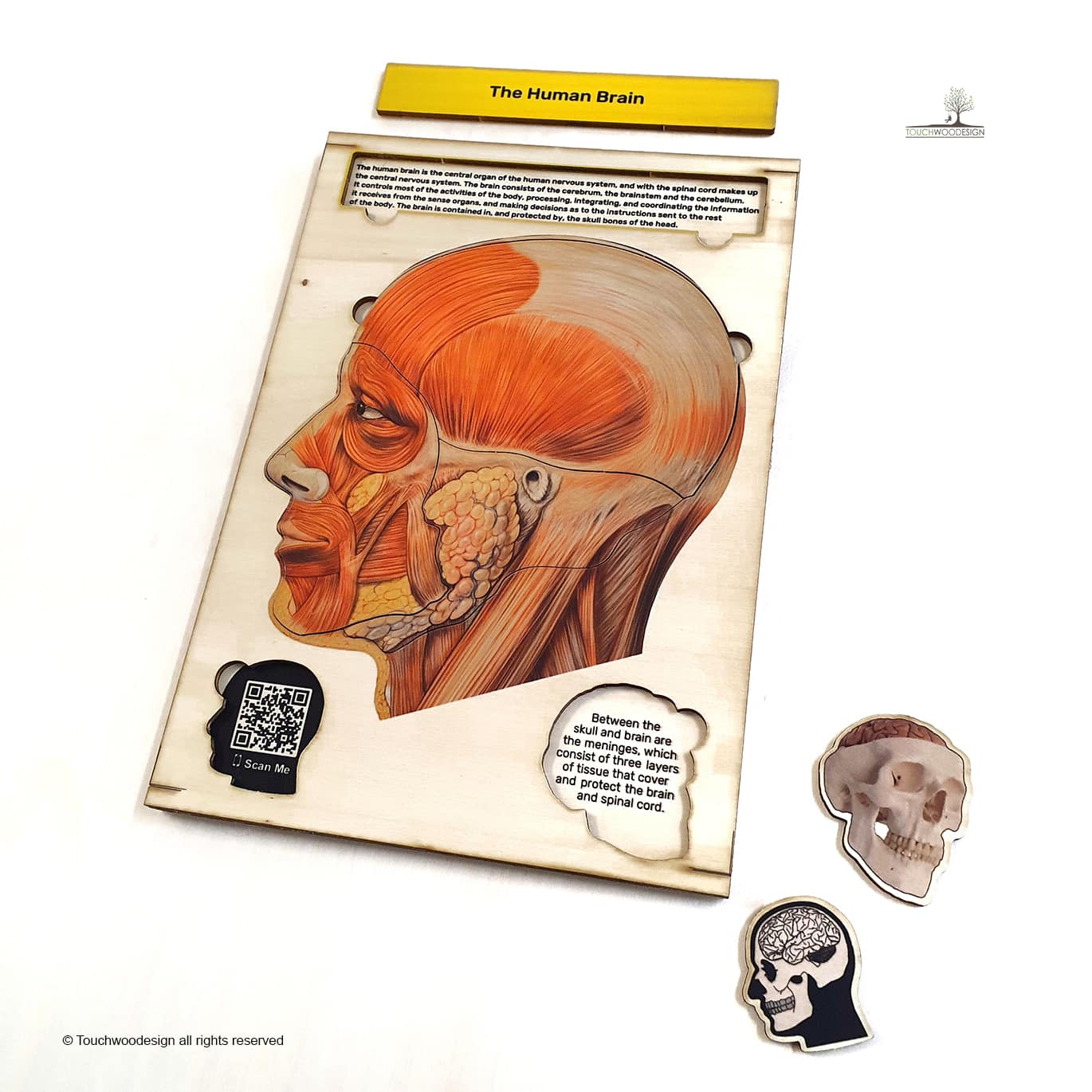 The Human Head & Brain Anatomy