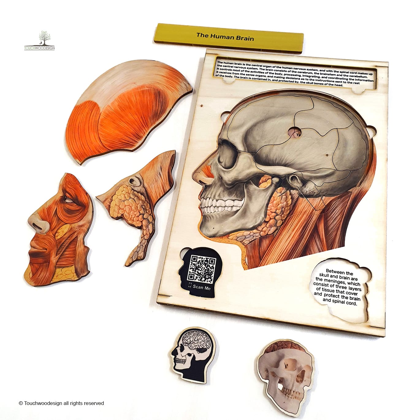 The Human Head & Brain Anatomy