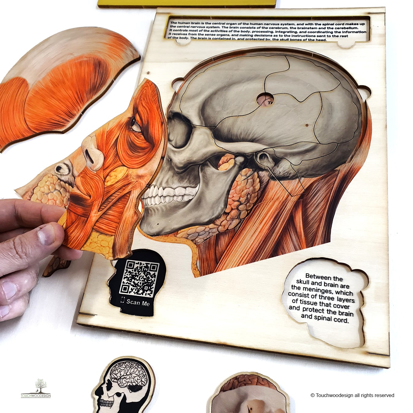 The Human Head & Brain Anatomy