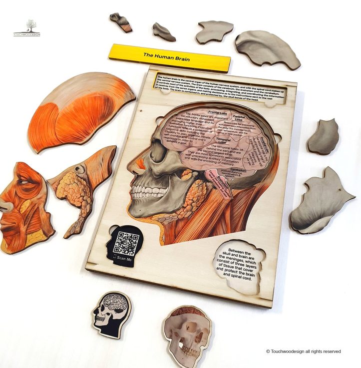 The Human Head & Brain Anatomy