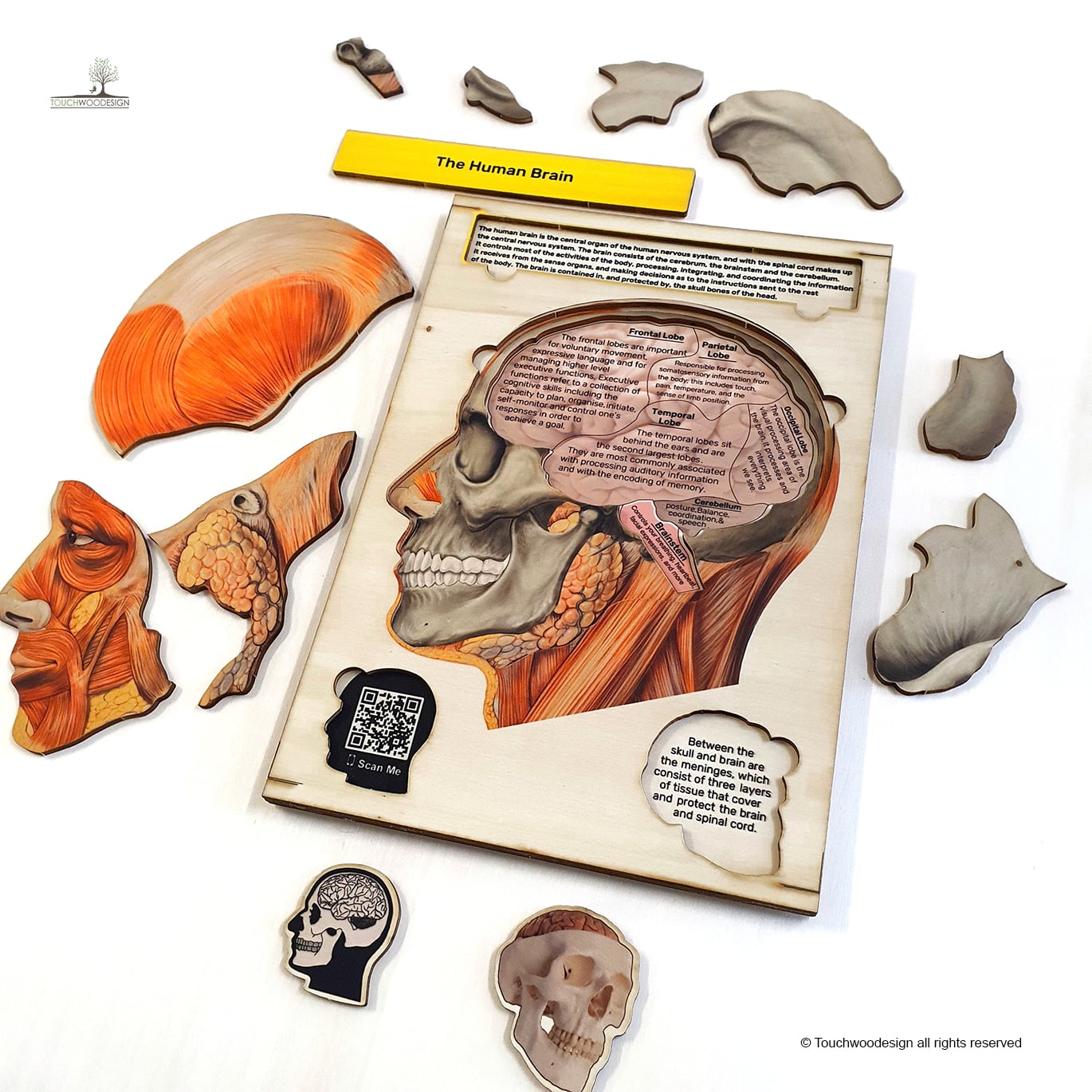 The Human Head & Brain Anatomy