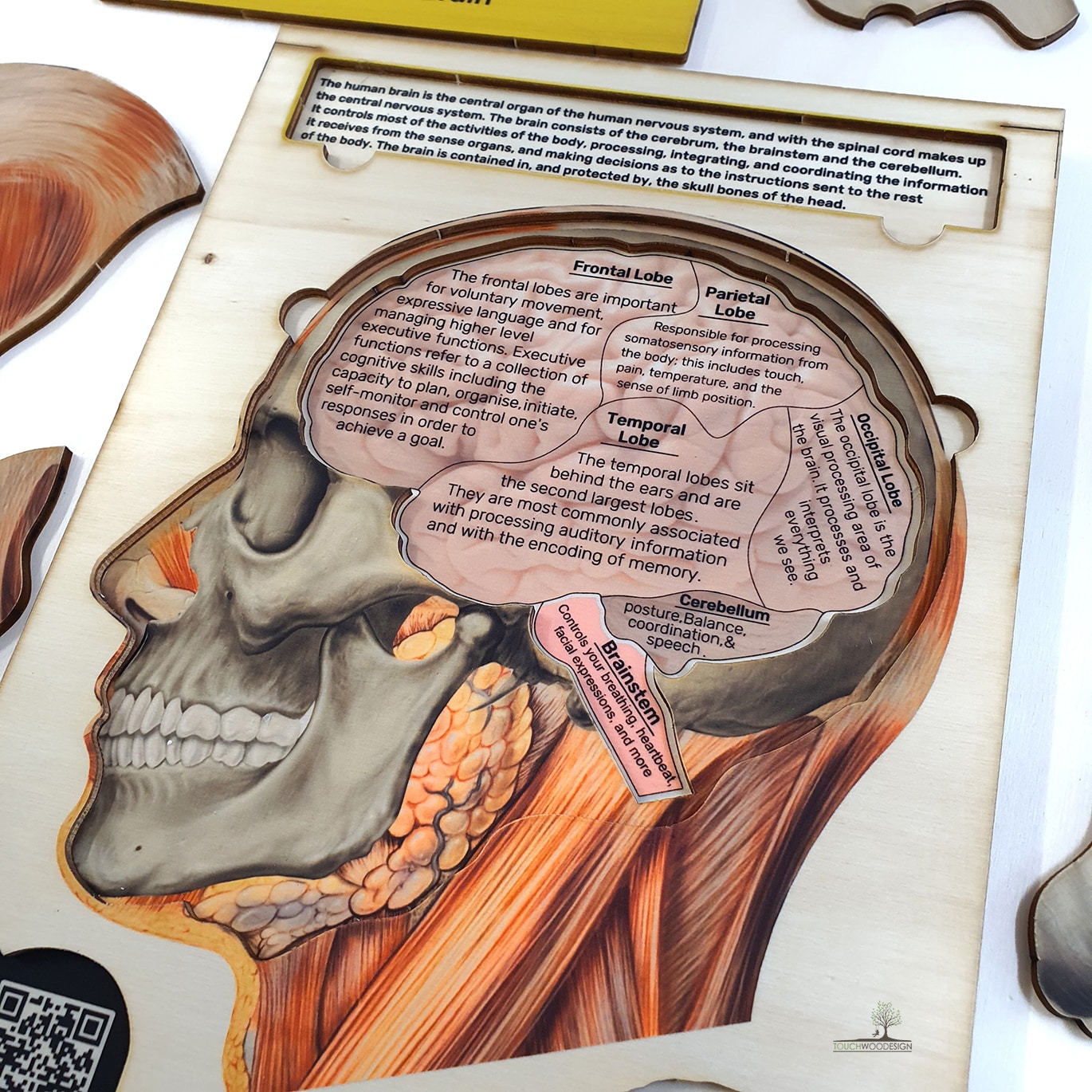 The Human Head & Brain Anatomy