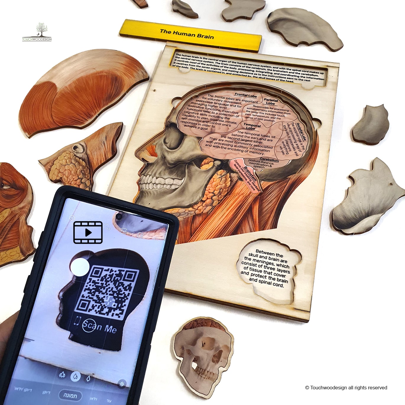 The Human Head & Brain Anatomy