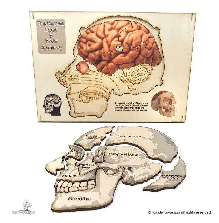 The Human Head & Brain Anatomy