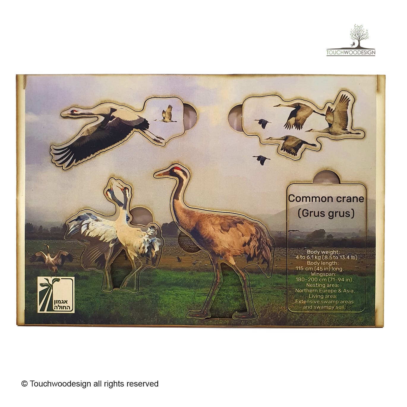 Common Crane