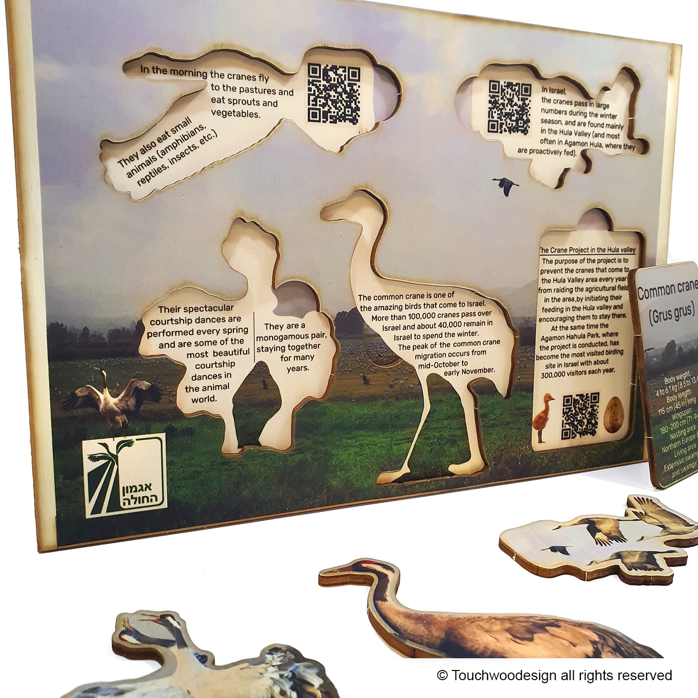 Common Crane