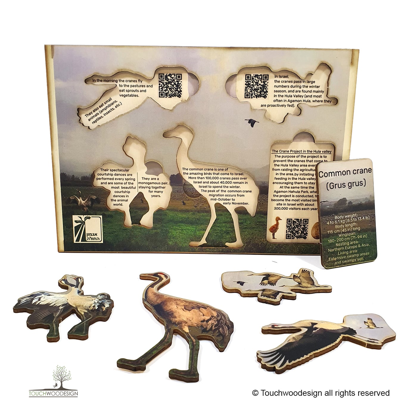 Common Crane