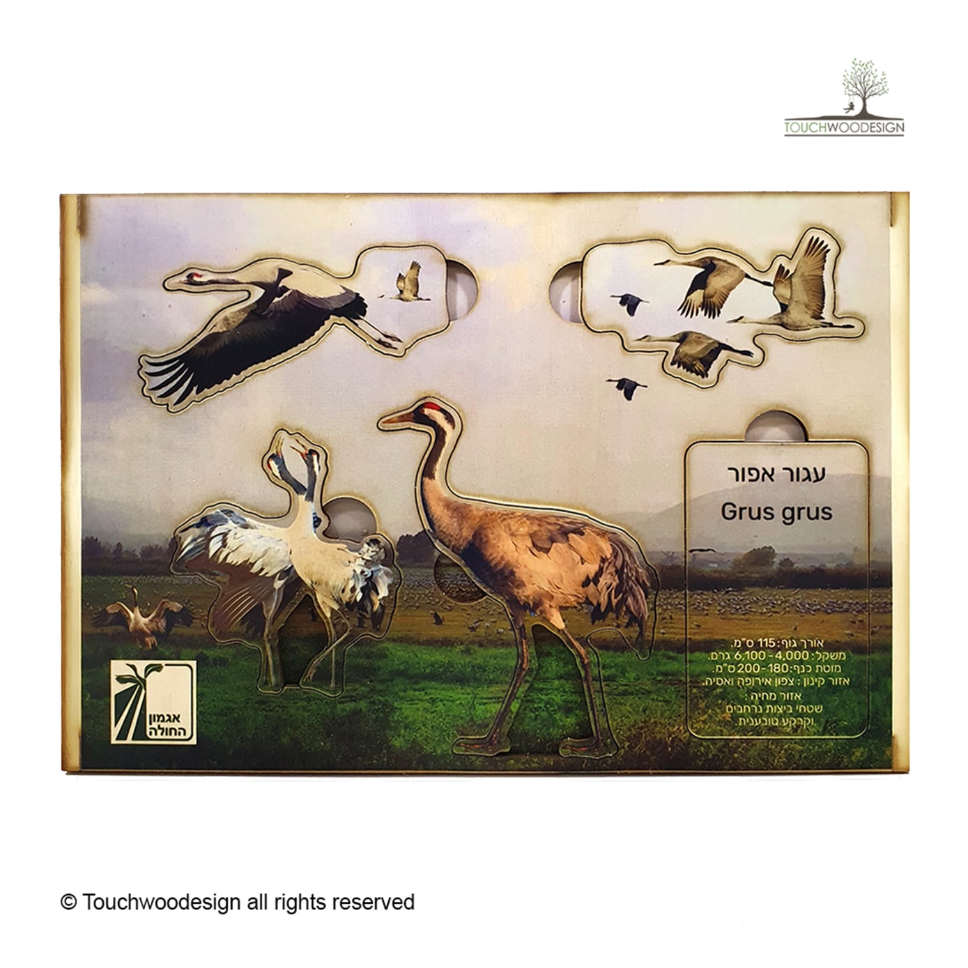 Common Crane