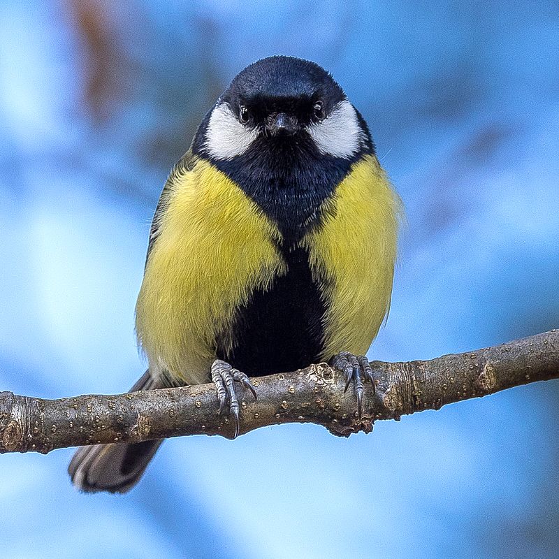 Great tit